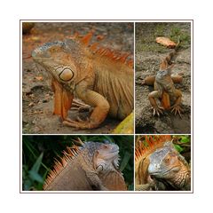 Grüner  Leguan (Iguana)  in Costa Rica.