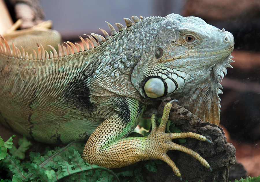 Grüner Leguan II