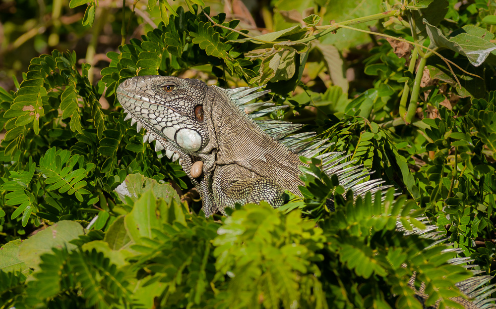 Grüner Leguan - II