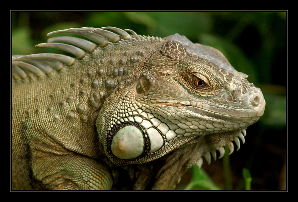 Grüner Leguan II - (Iguana iguana)