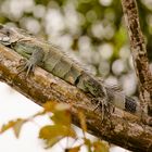 Grüner Leguan im Amazonas