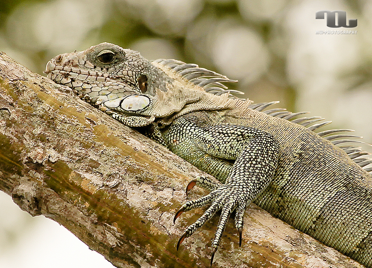 Grüner Leguan im Amazonas