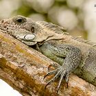 Grüner Leguan im Amazonas