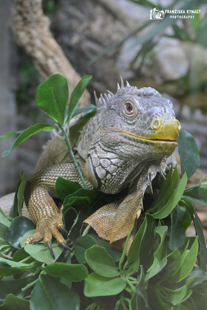 Grüner Leguan im Baum