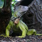 Grüner Leguan im botanischen Garten Bonn