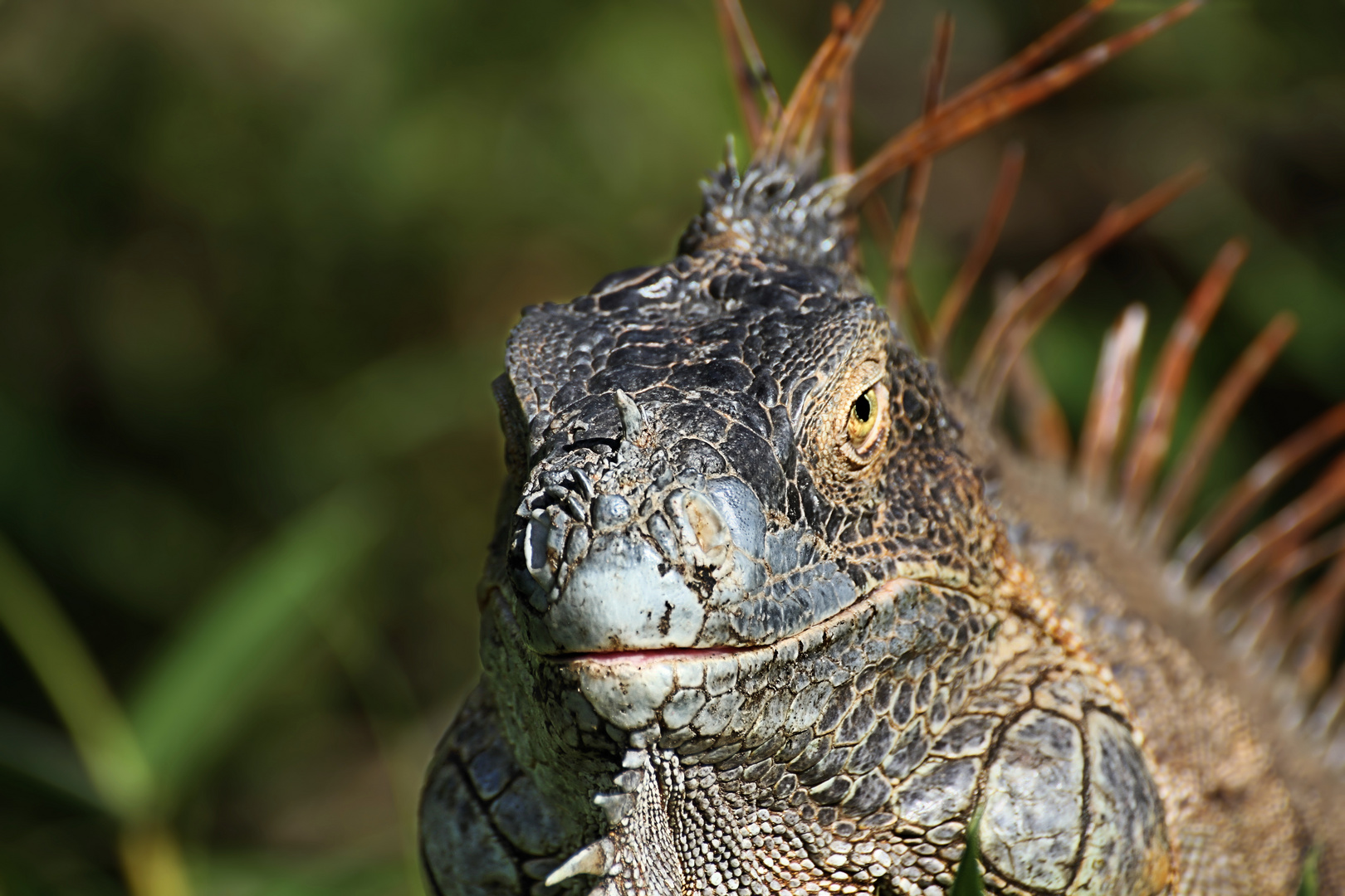 Grüner Leguan im Porträt