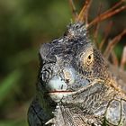 Grüner Leguan im Porträt