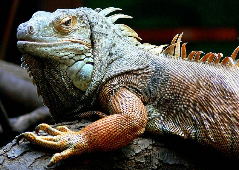 Grüner Leguan im Zoo Duisburg