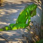 grüner Leguan in Baja Honda auf den Florida Keys