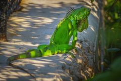 grüner Leguan in Baja Honda auf den Florida Keys