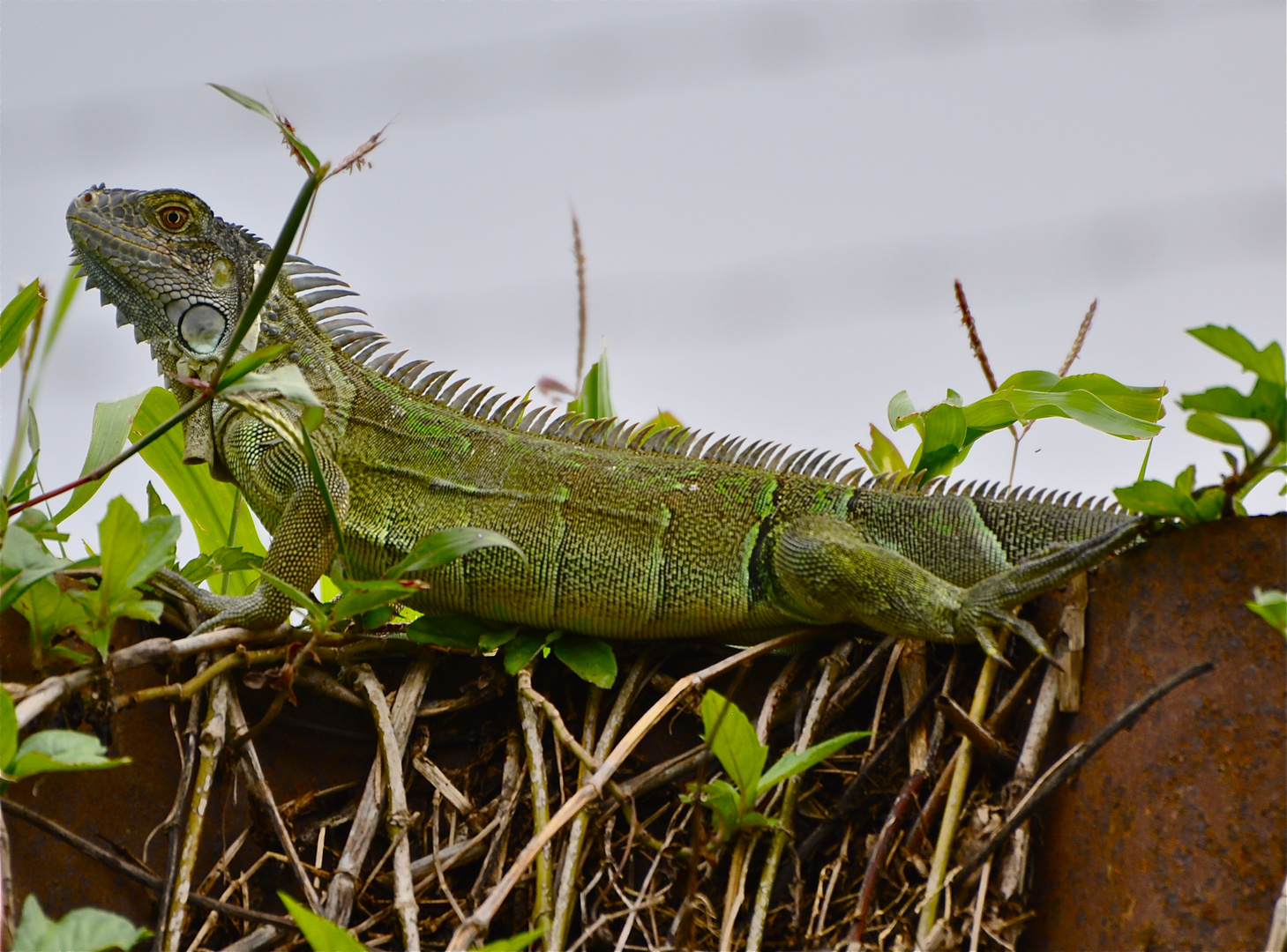 Grüner Leguan in den Mangroven von Costa Rica / Atlantik