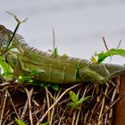 Grüner Leguan in den Mangroven von Costa Rica / Atlantik