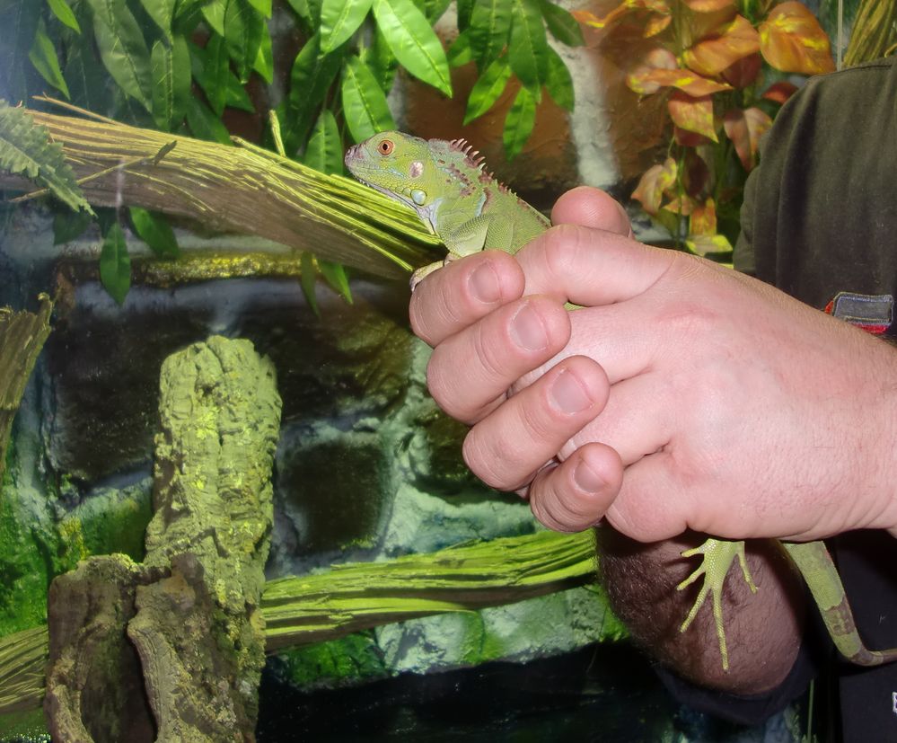 grüner Leguan lässt sich tragen!