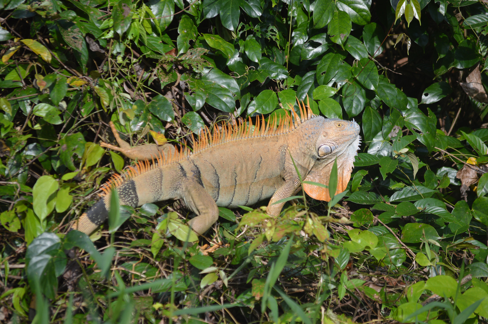 Grüner Leguan Mänchen