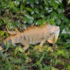 Grüner Leguan Mänchen