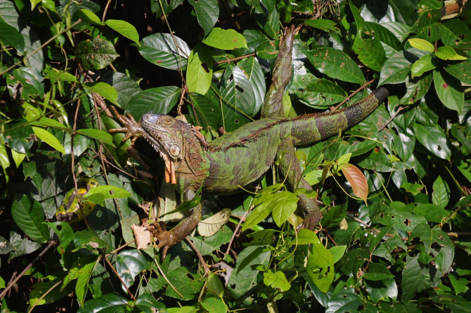 Grüner Leguan Mänchen2