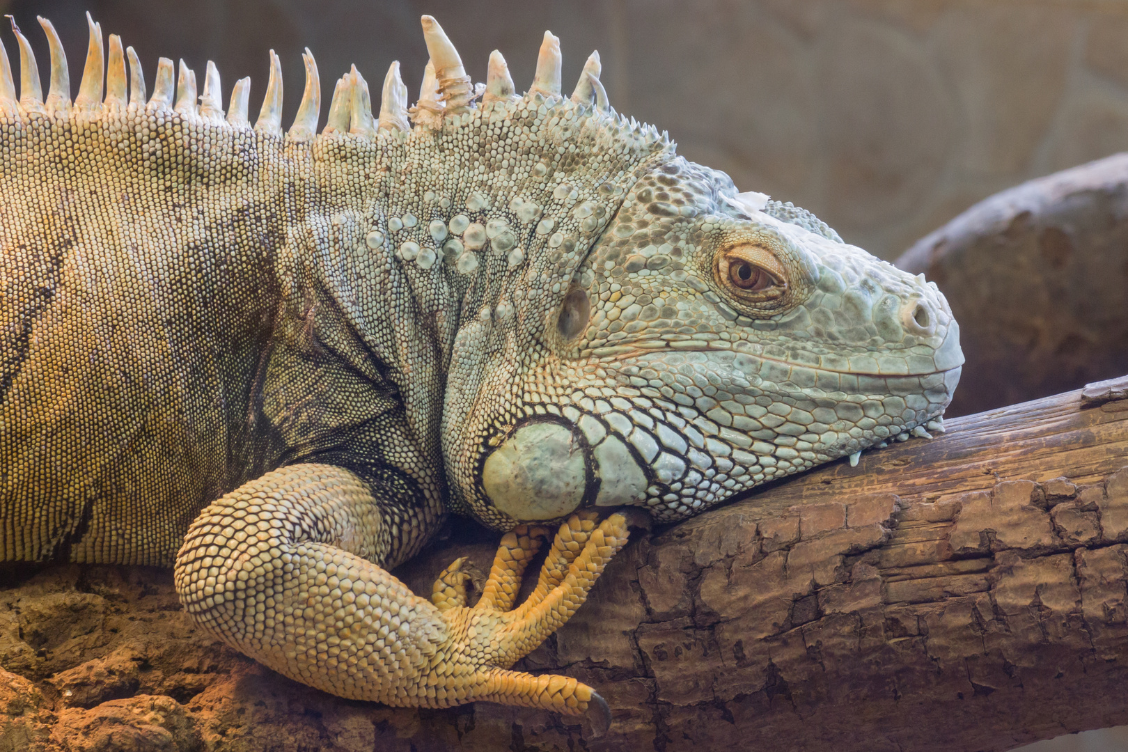 Grüner Leguan, Makro