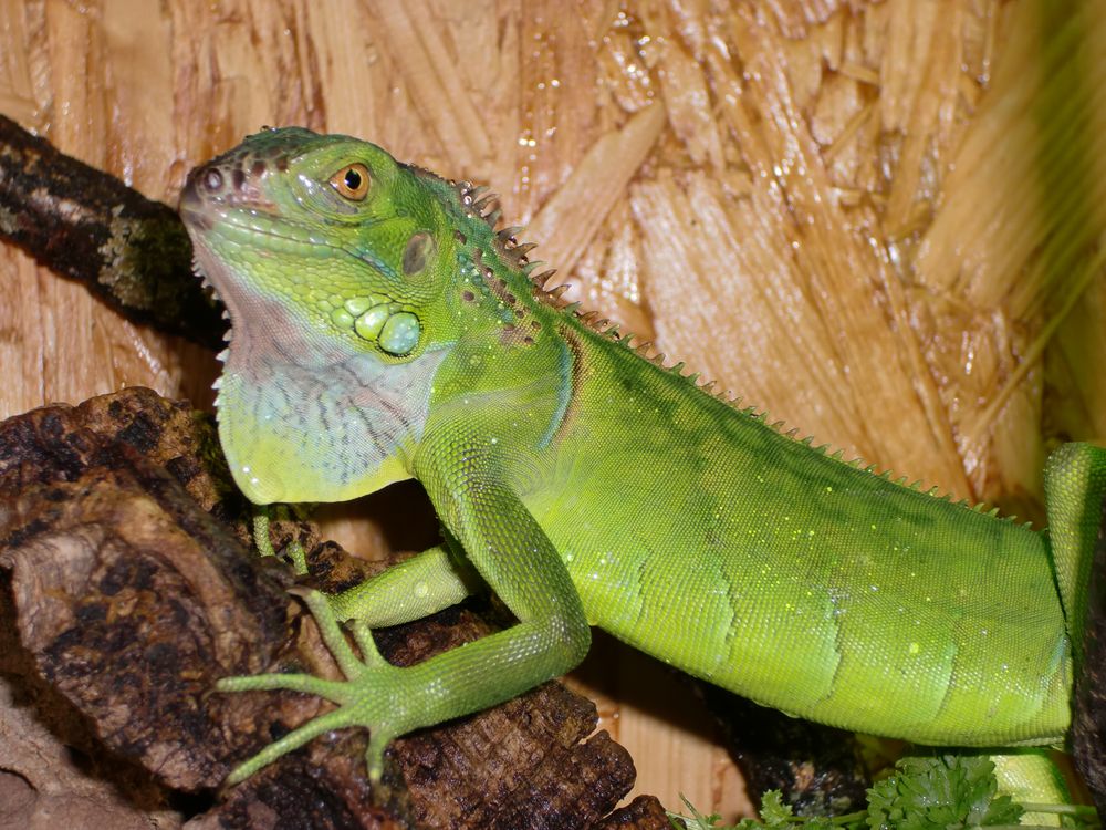 grüner Leguan mehr oder weniger relaxt