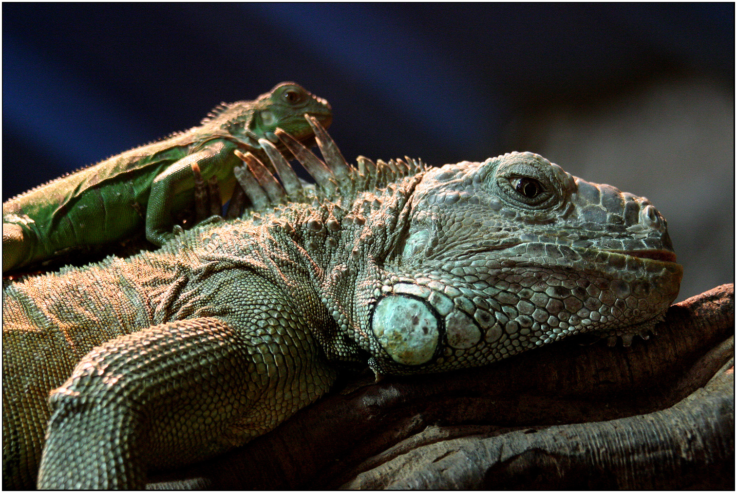 Grüner Leguan mit Jungen