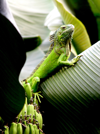 Grüner Leguan und erzgebirgische Bananen