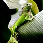 Grüner Leguan und erzgebirgische Bananen