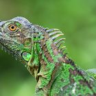 Gruener Leguan (Weibchen)