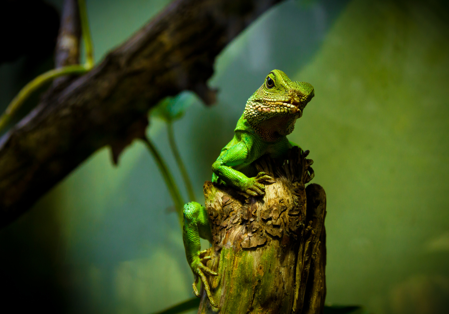 grüner Leguan, Zoo Leipzig