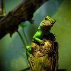 grüner Leguan, Zoo Leipzig