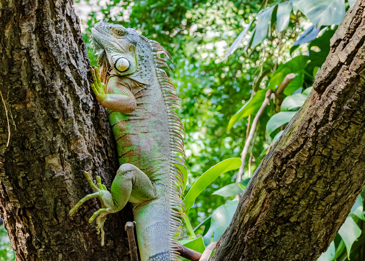 Grüner Leguan Zoo Leipzig