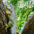 Grüner Leguan Zoo Leipzig