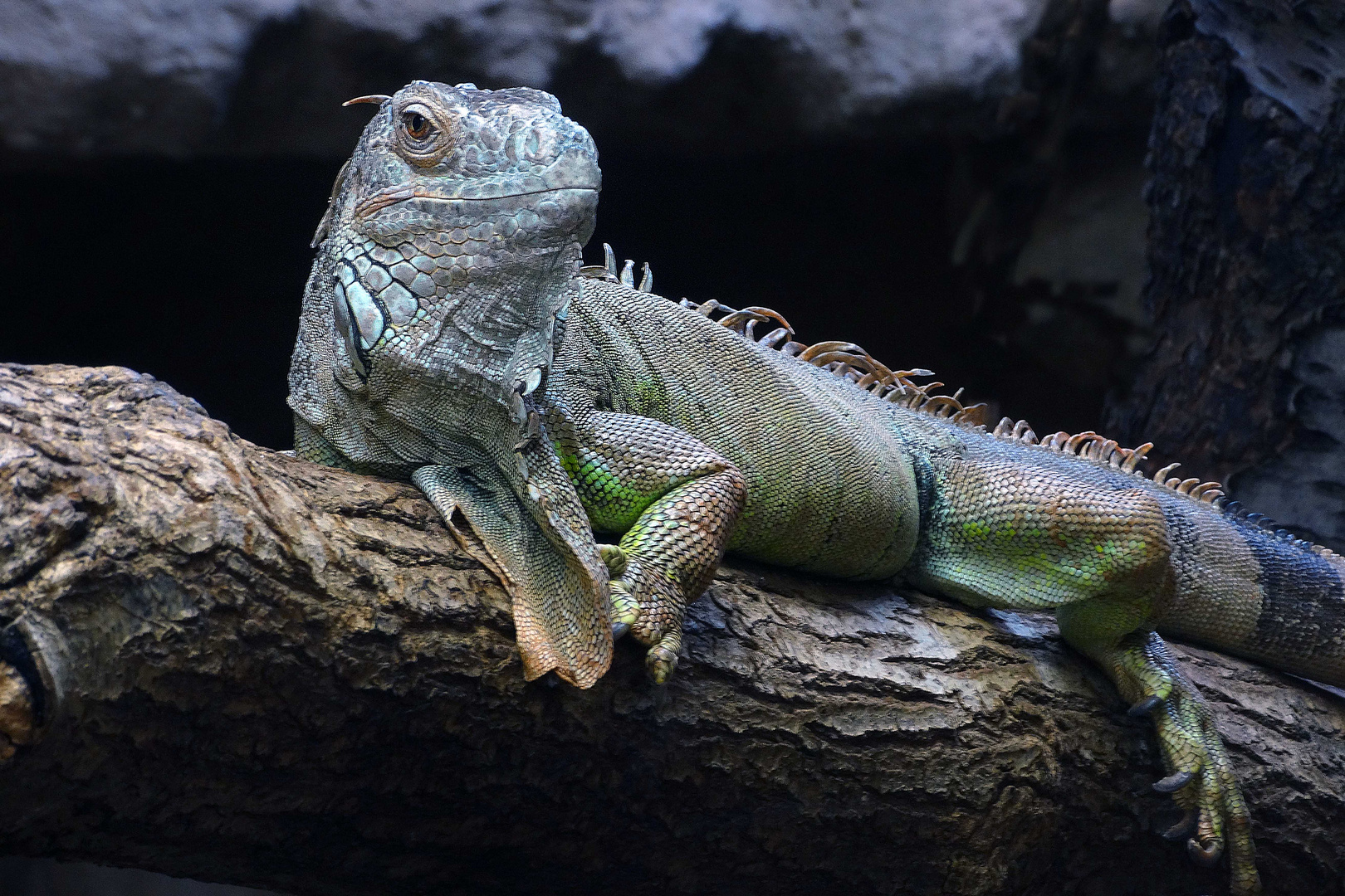 Grüner Leguan (ZOO NEUWIED)