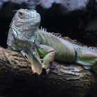 Grüner Leguan (ZOO NEUWIED)