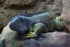 Grüner Leguan (Zoo Neuwied)