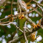 Grüner Leguan_01_20200301