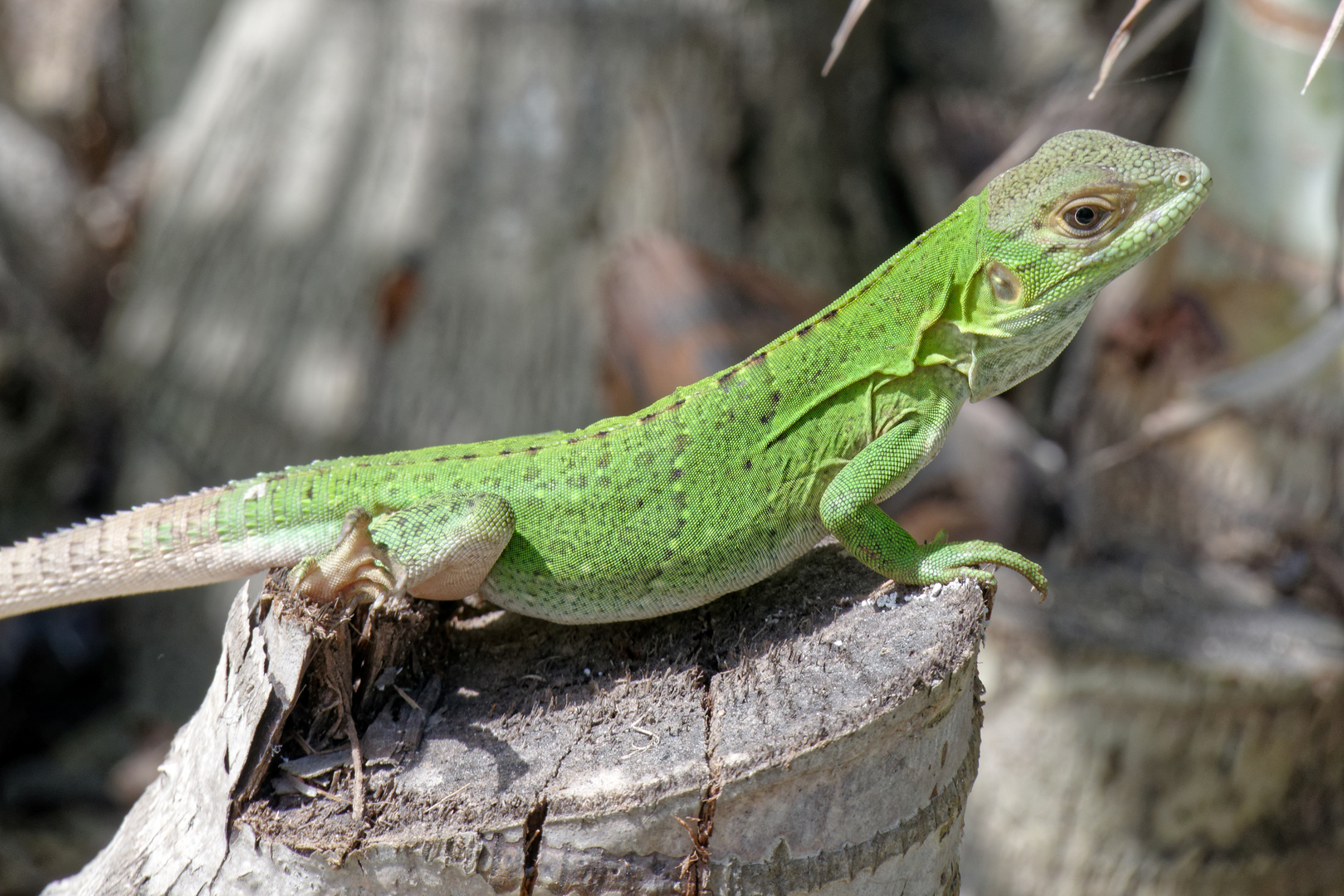 Grüner Leguan_11