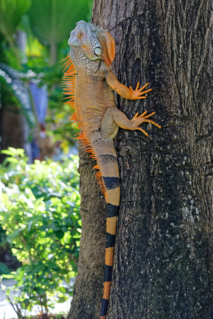 Grüner Leguan_14