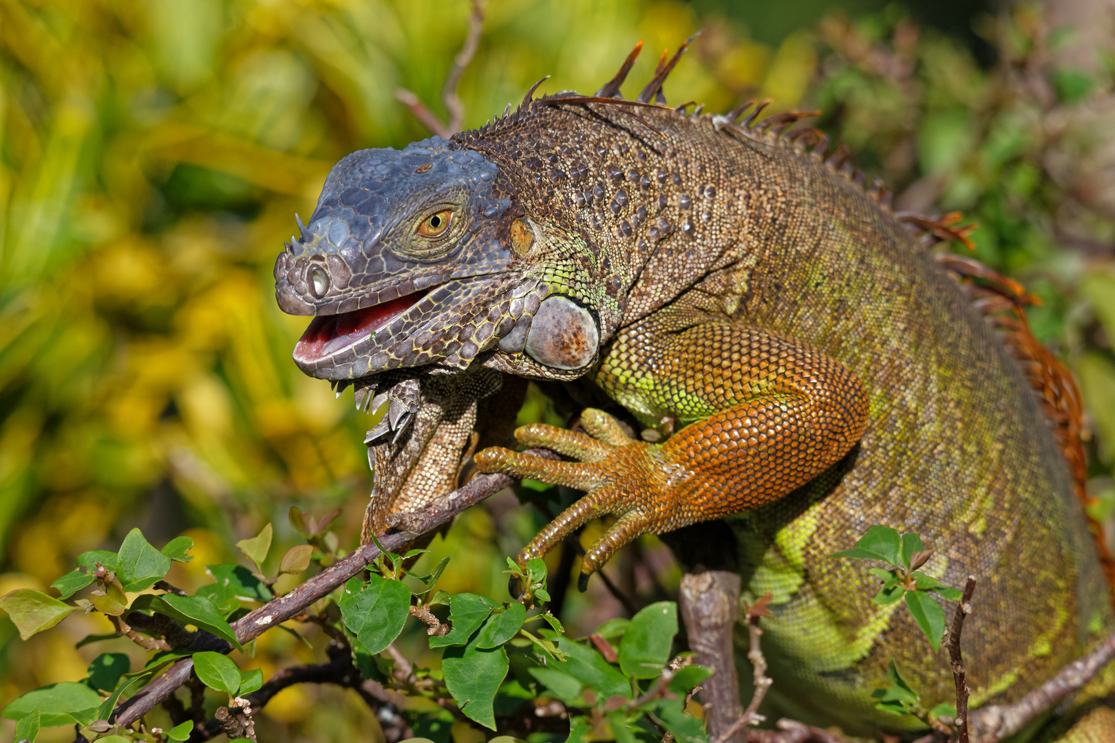 Grüner Leguan_17