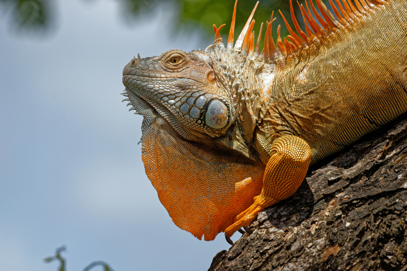 Grüner Leguan_22