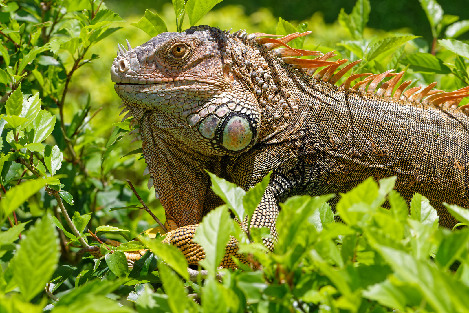 Grüner Leguan_25