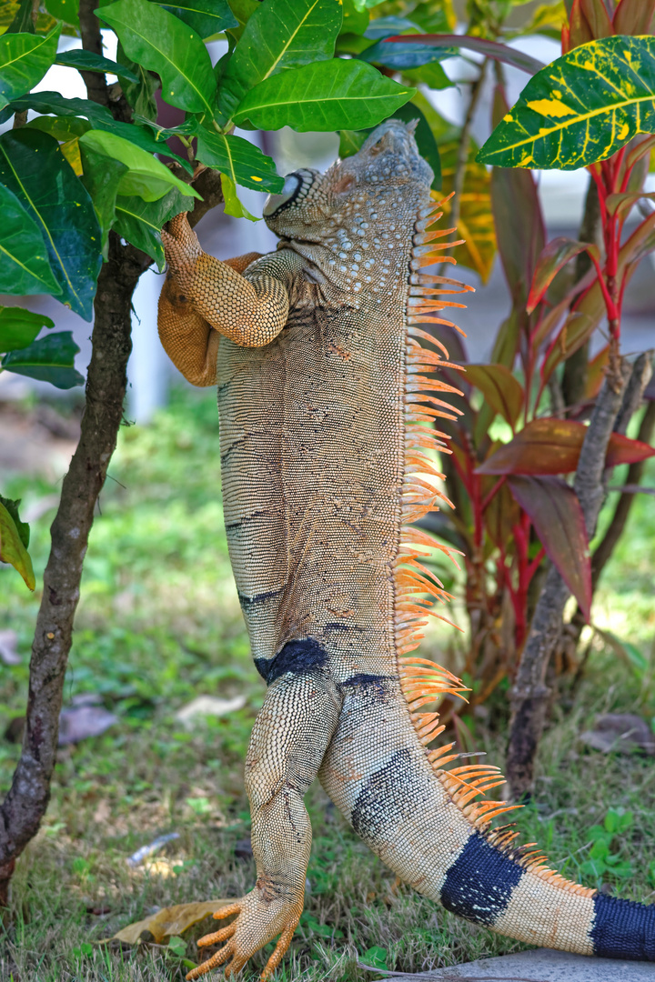 Grüner Leguan_34