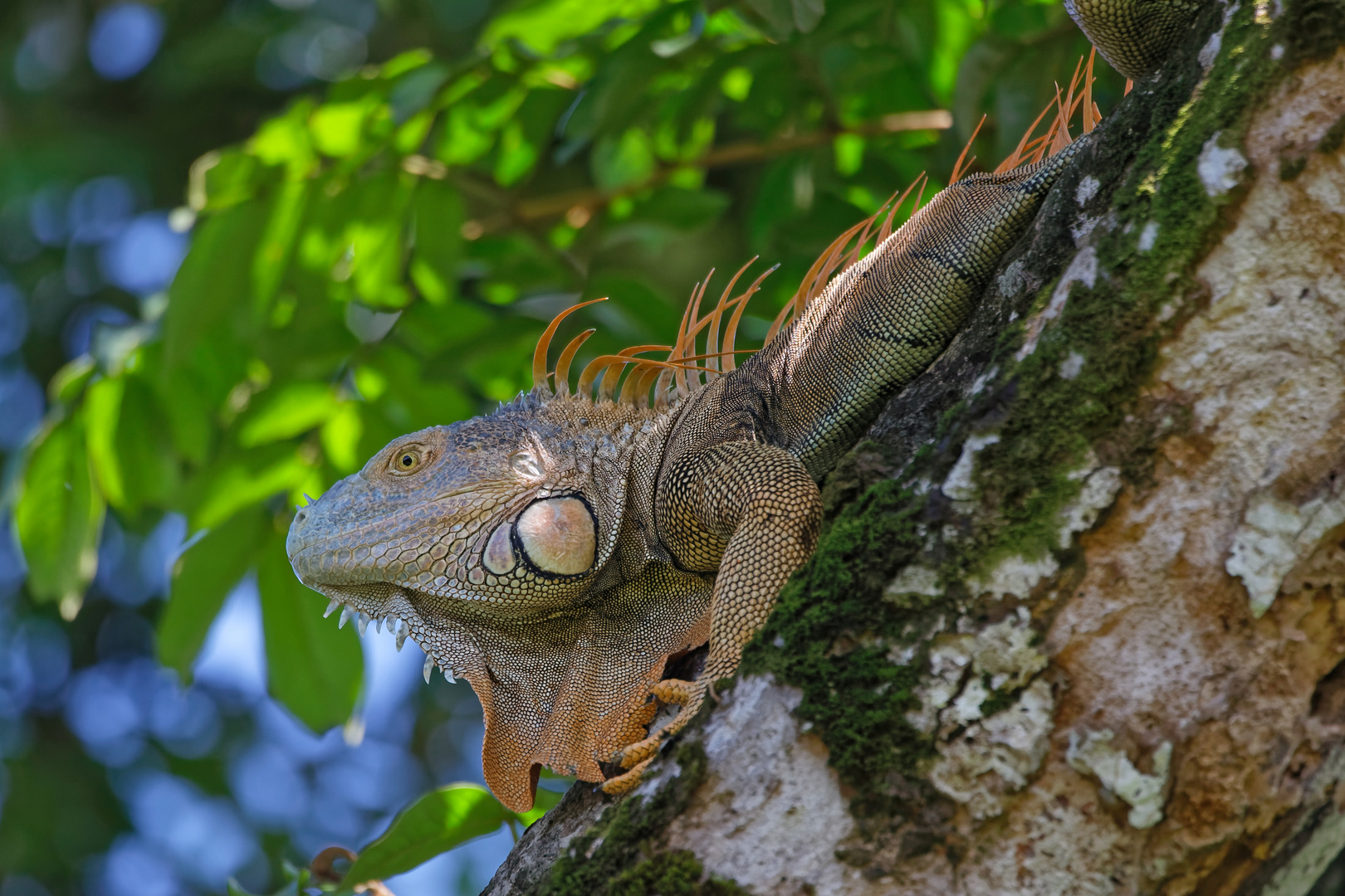 Grüner Leguan_5