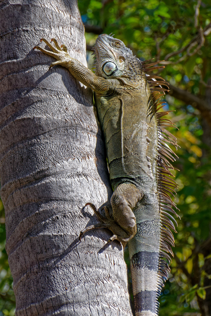 Grüner Leguan_7