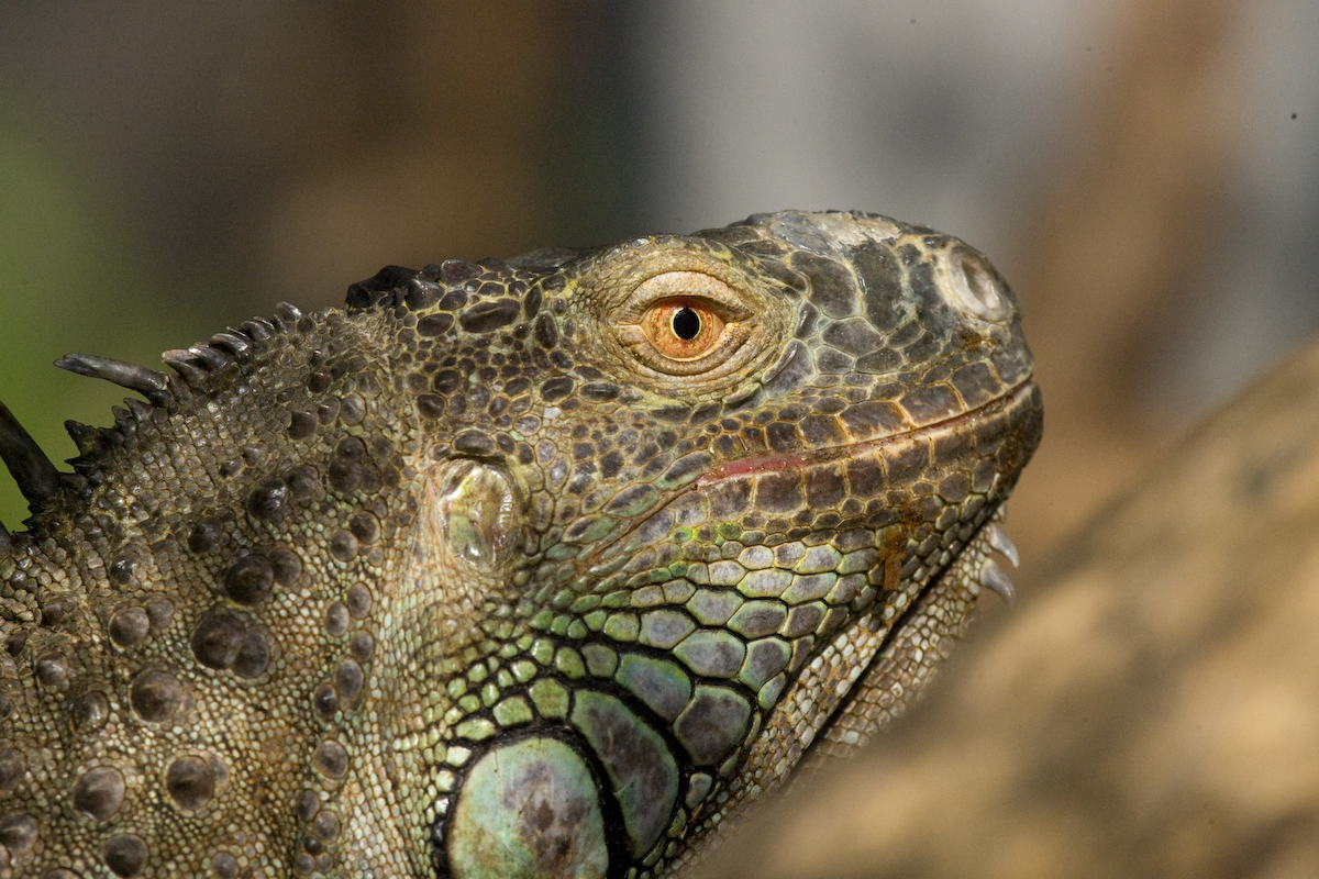 Grüner Leguan_Iguana iguana