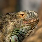 Grüner Leguan_Iguana iguana