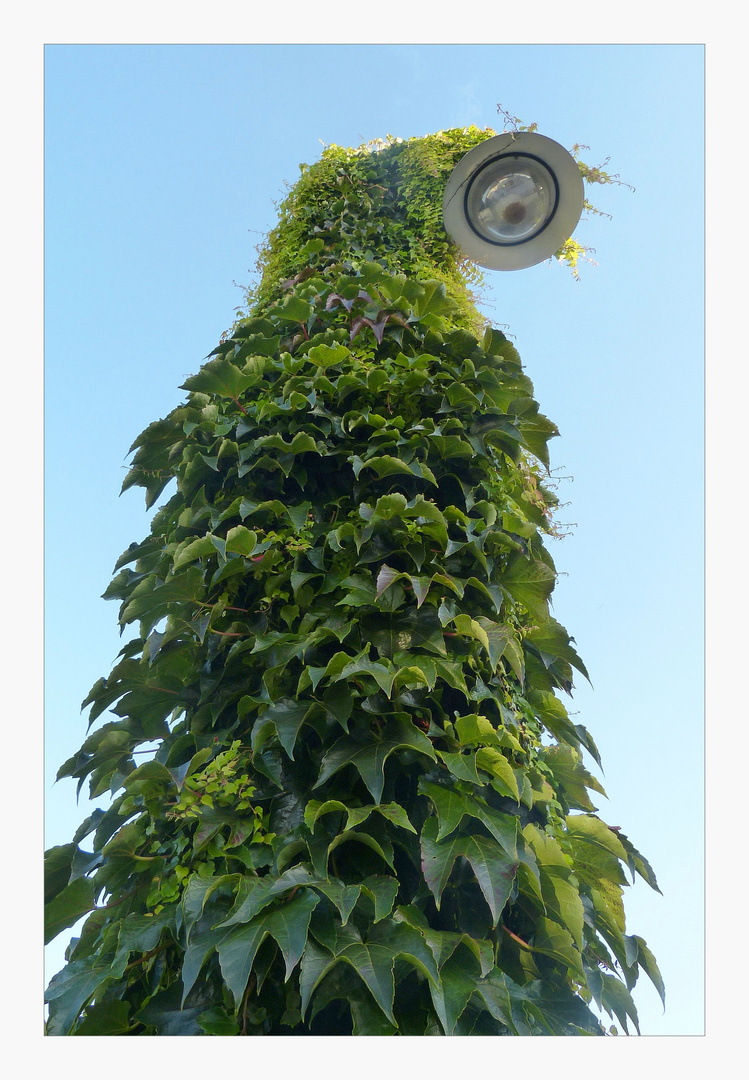 grüner Lichtblick