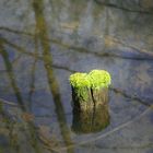 Grüner Lichtblick im trüben Sumpf