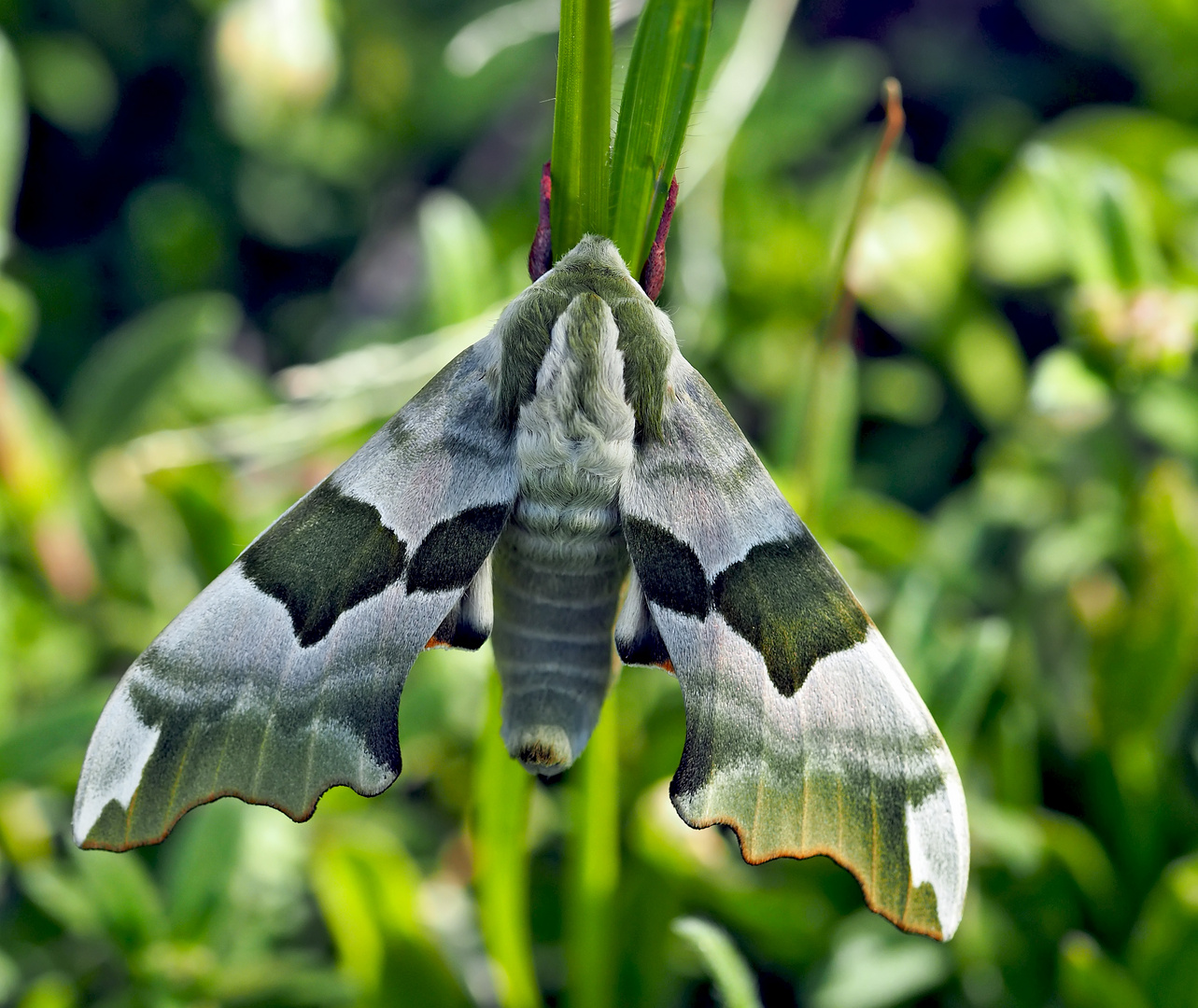 Grüner Lindenschwärmer (Mimas tiliae)