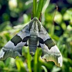 Grüner Lindenschwärmer (Mimas tiliae)