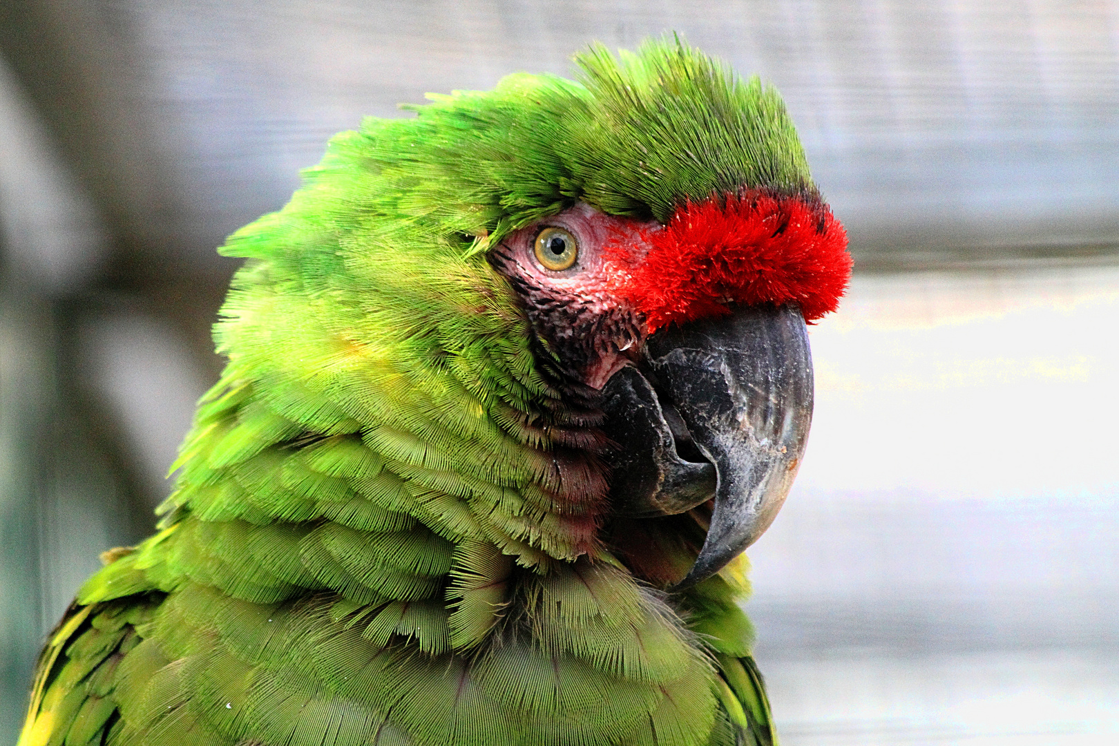 Grüner Macaw im Vogelpark Marlow