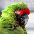 Grüner Macaw im Vogelpark Marlow